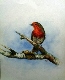 61 - Maureen Scott - Robin - Watercolour.JPG